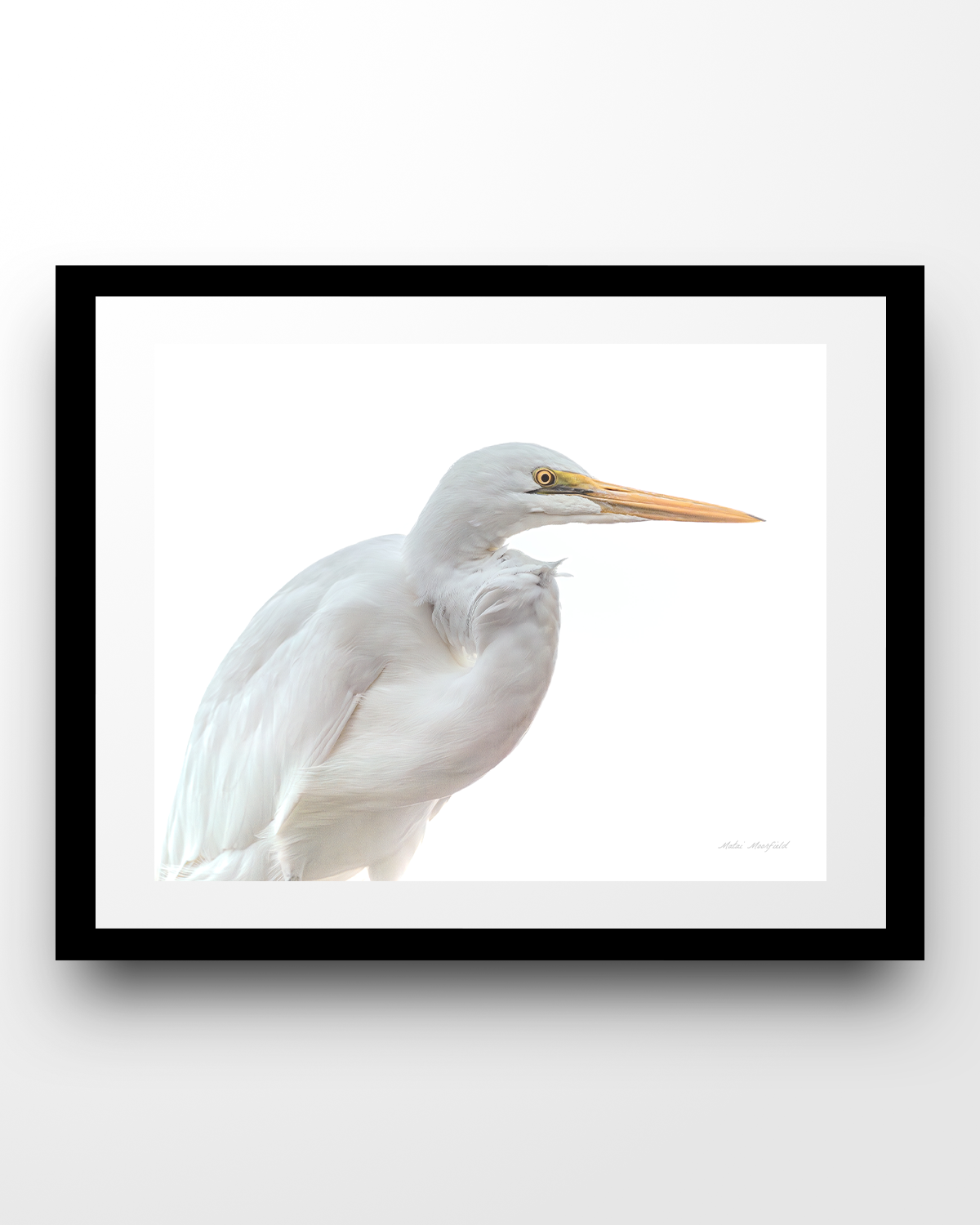 White Heron High Key Wildlife Print - New Zealand Bird Photography